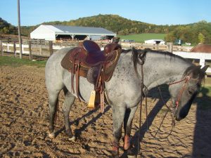 Wyoming Saddle Co